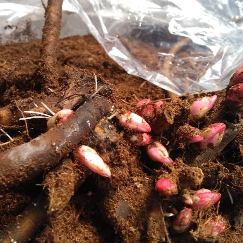 Rhizomes Box