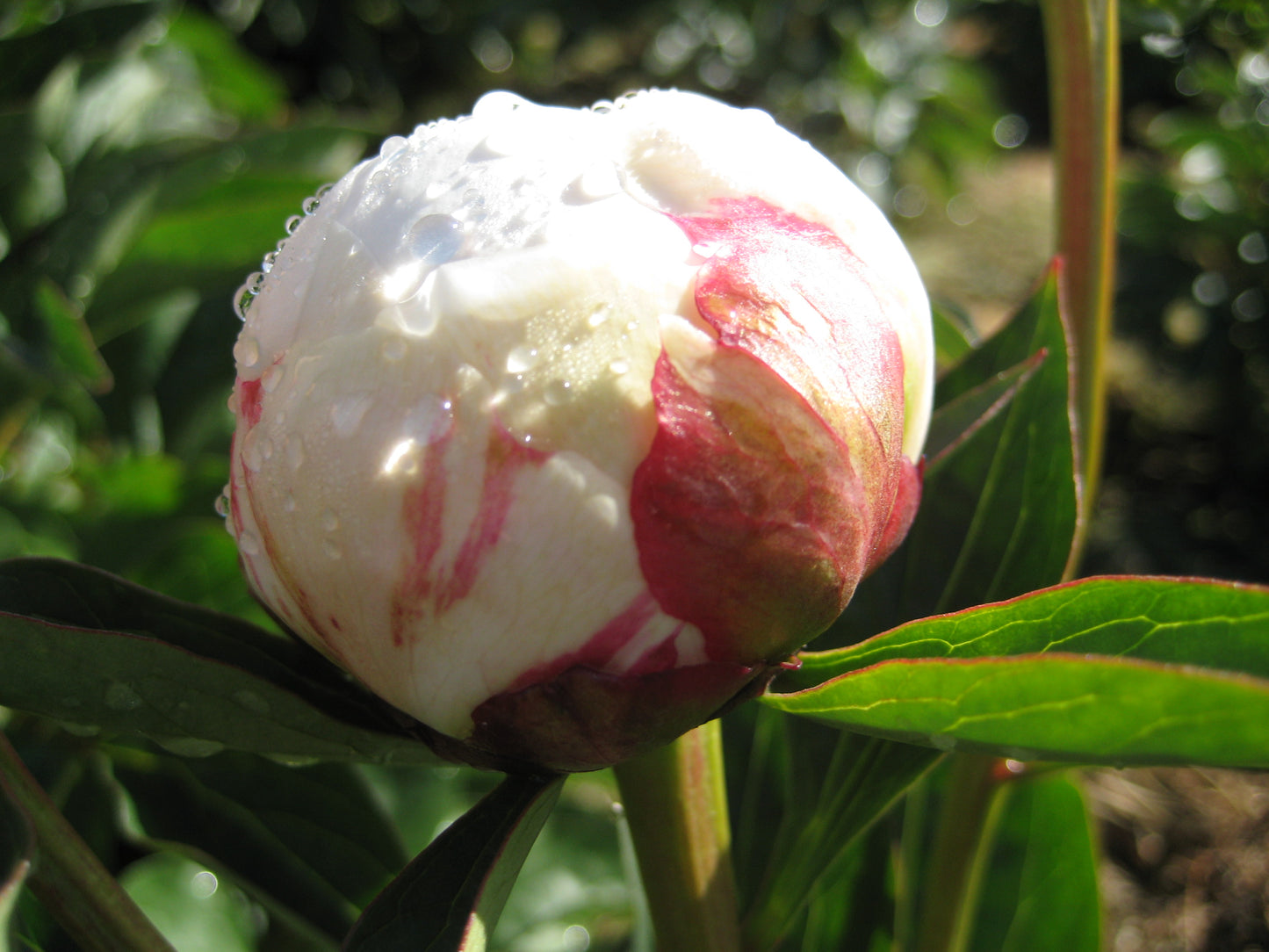 Boule de Neige