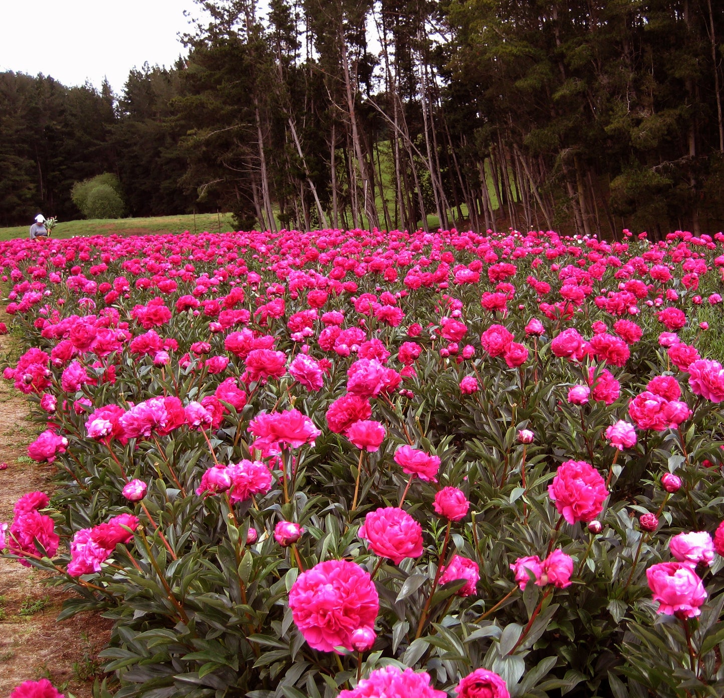 field sof kansas peony