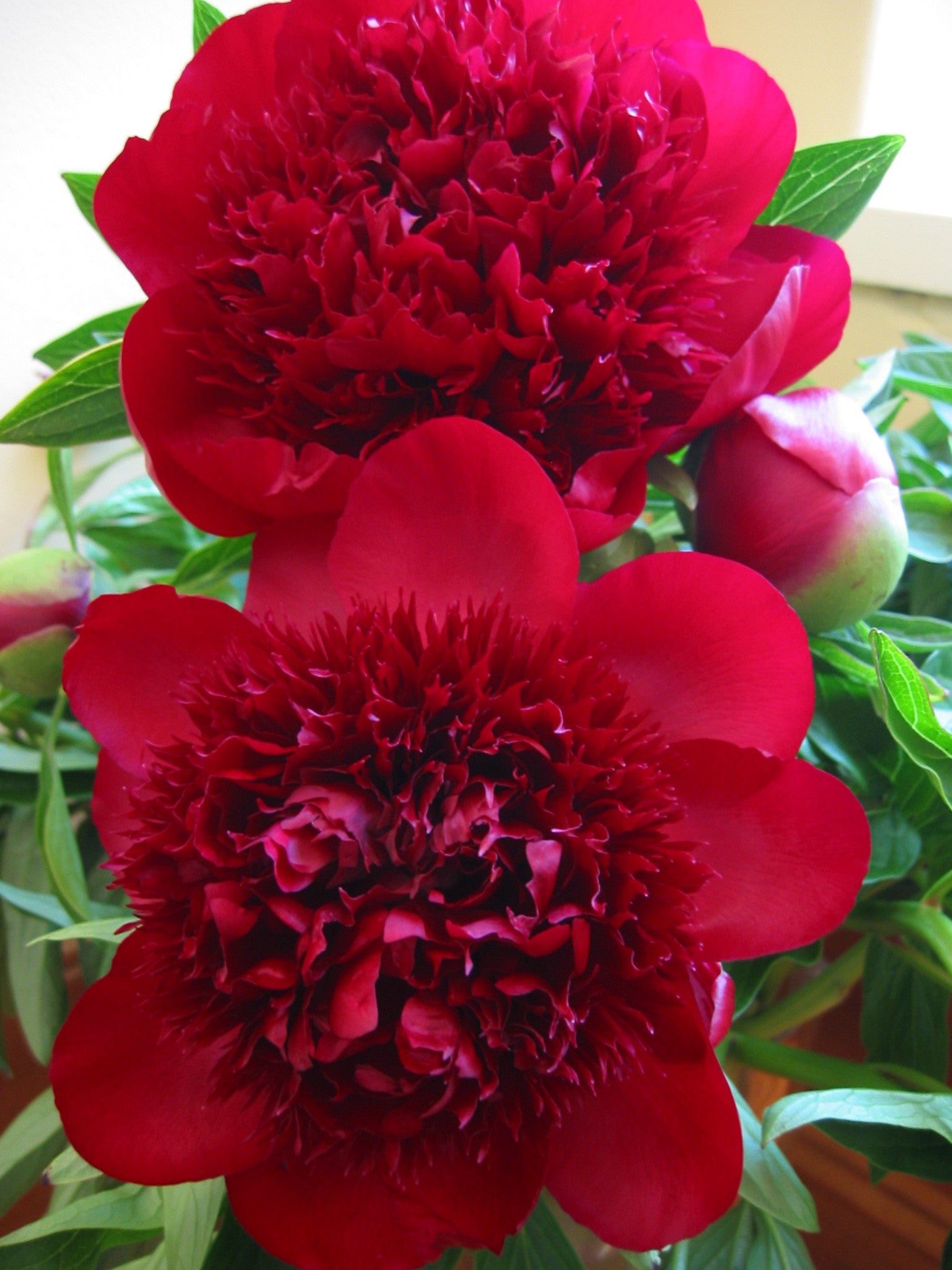 Red Charm