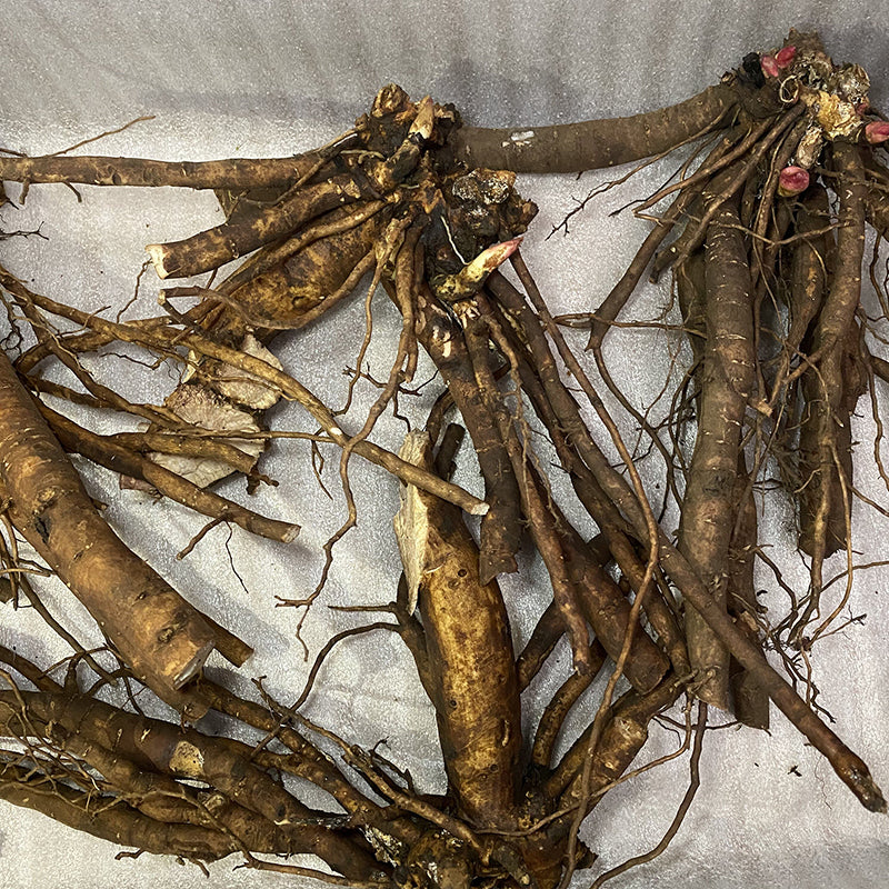 Shirley Temple Rhizomes Box