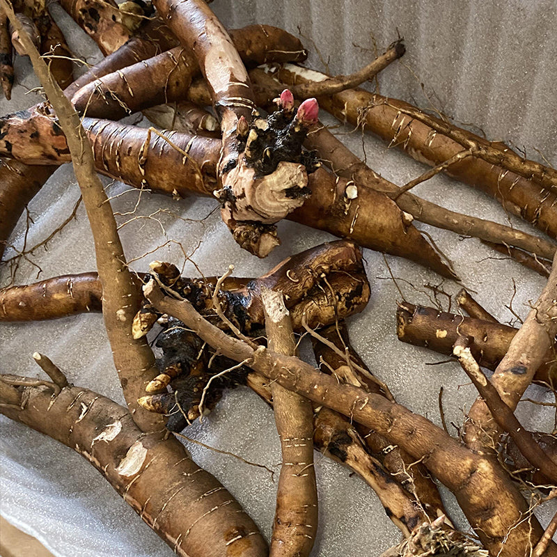 Sarah Bernhardt Rhizomes Box