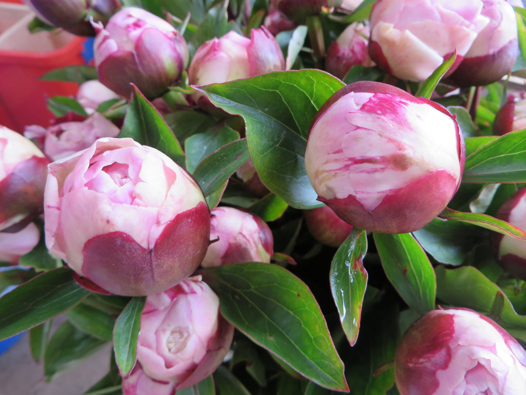 Gardenia