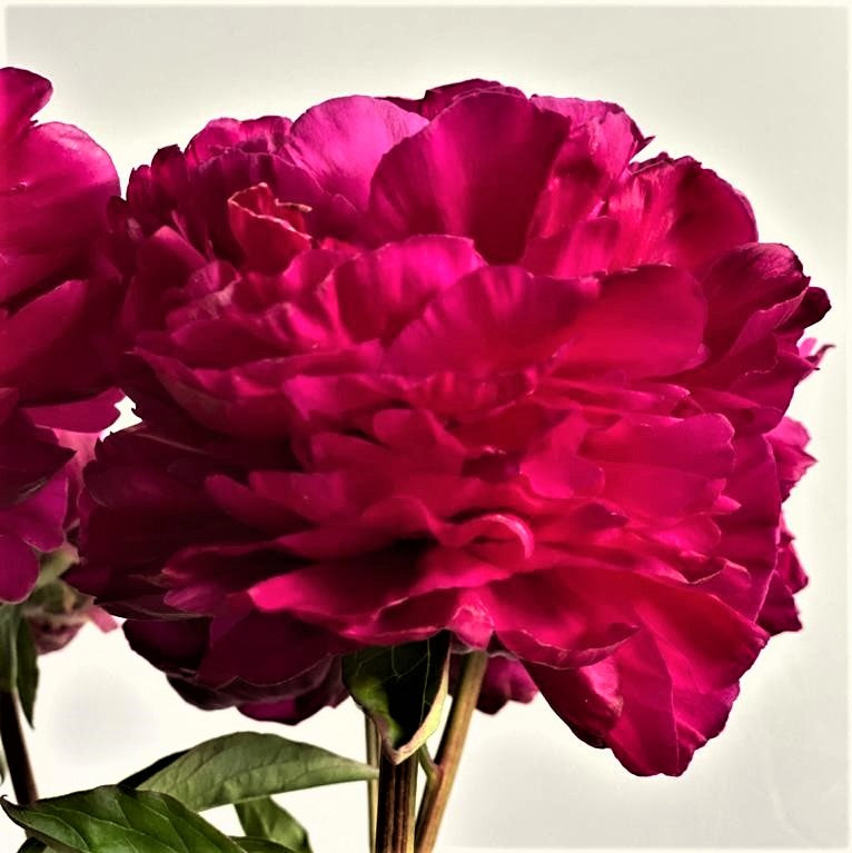 peony adolphe rousseau fuchsia fucsia hotpink