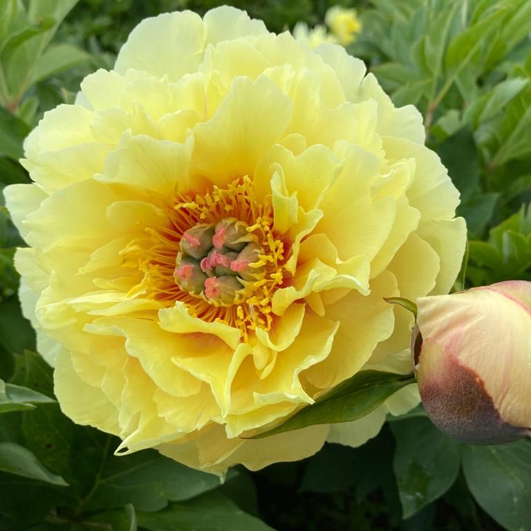 The vivid yellow color of its blooms adds a cheerful and vibrant touch to any landscape.