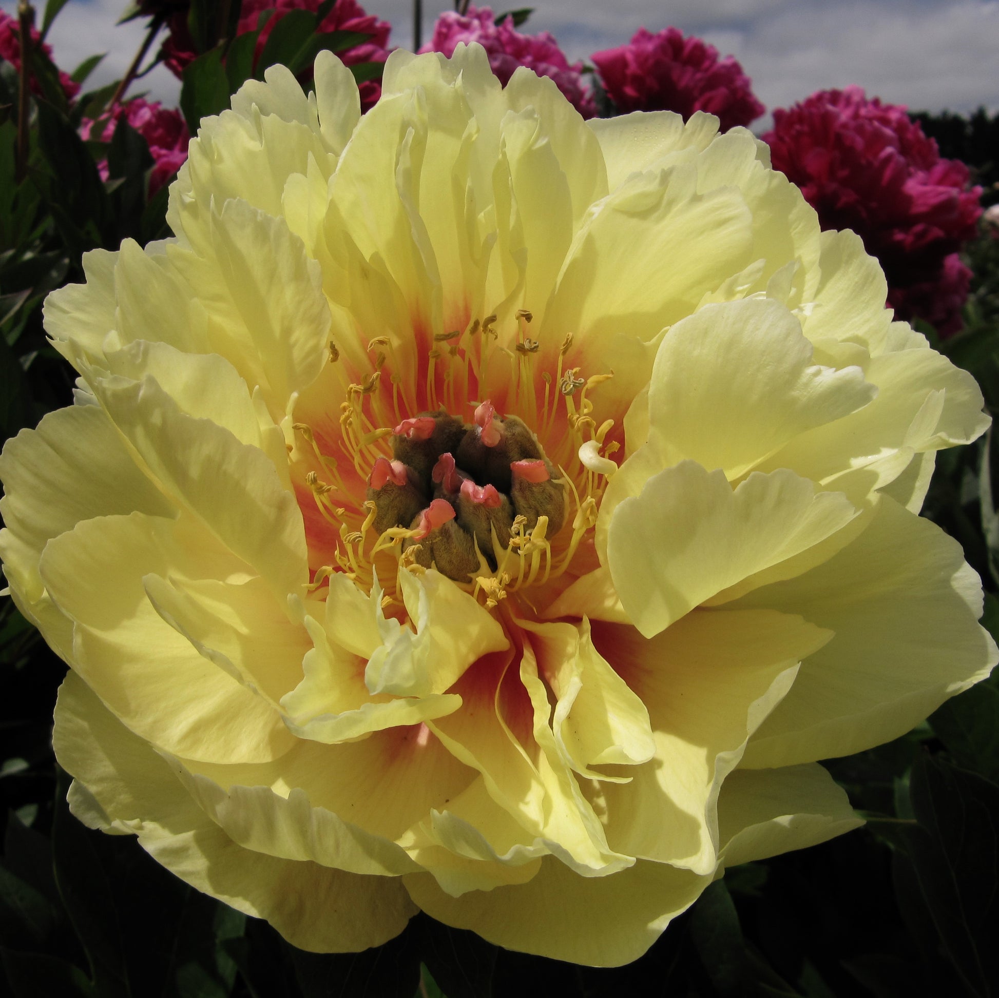 Garden Treasure belongs to the lactiflora group of vibrant yellow peonies