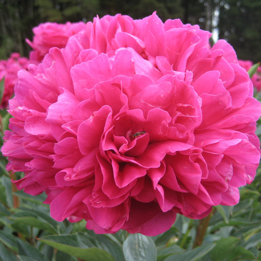 The Kansas Peony is a specific variety of peony flower that is native to the state of Kansas in the United States. It is also commonly known as the 'Kansas Red' or the 'Kansas Ruby' peony.