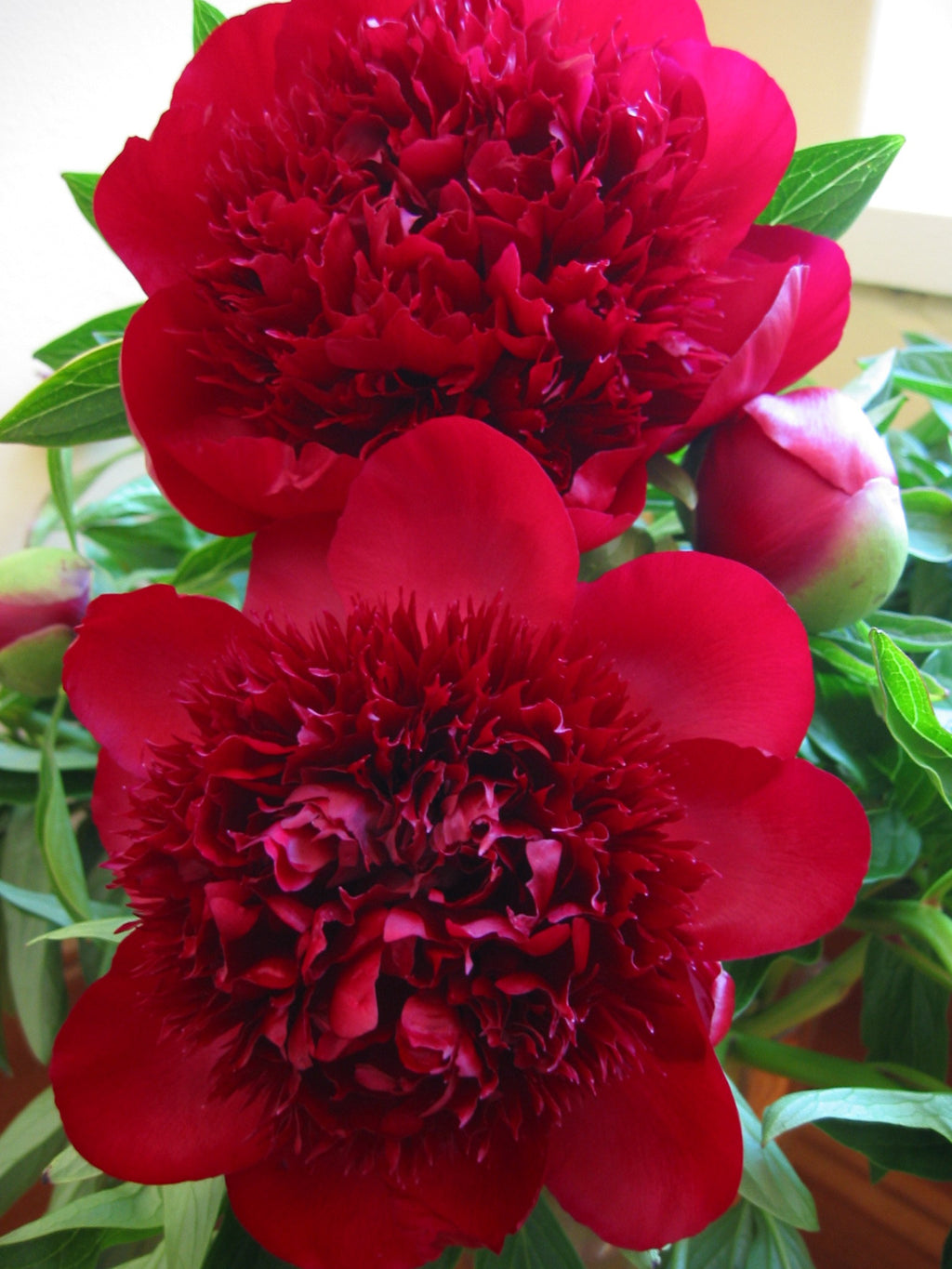 Red Charm