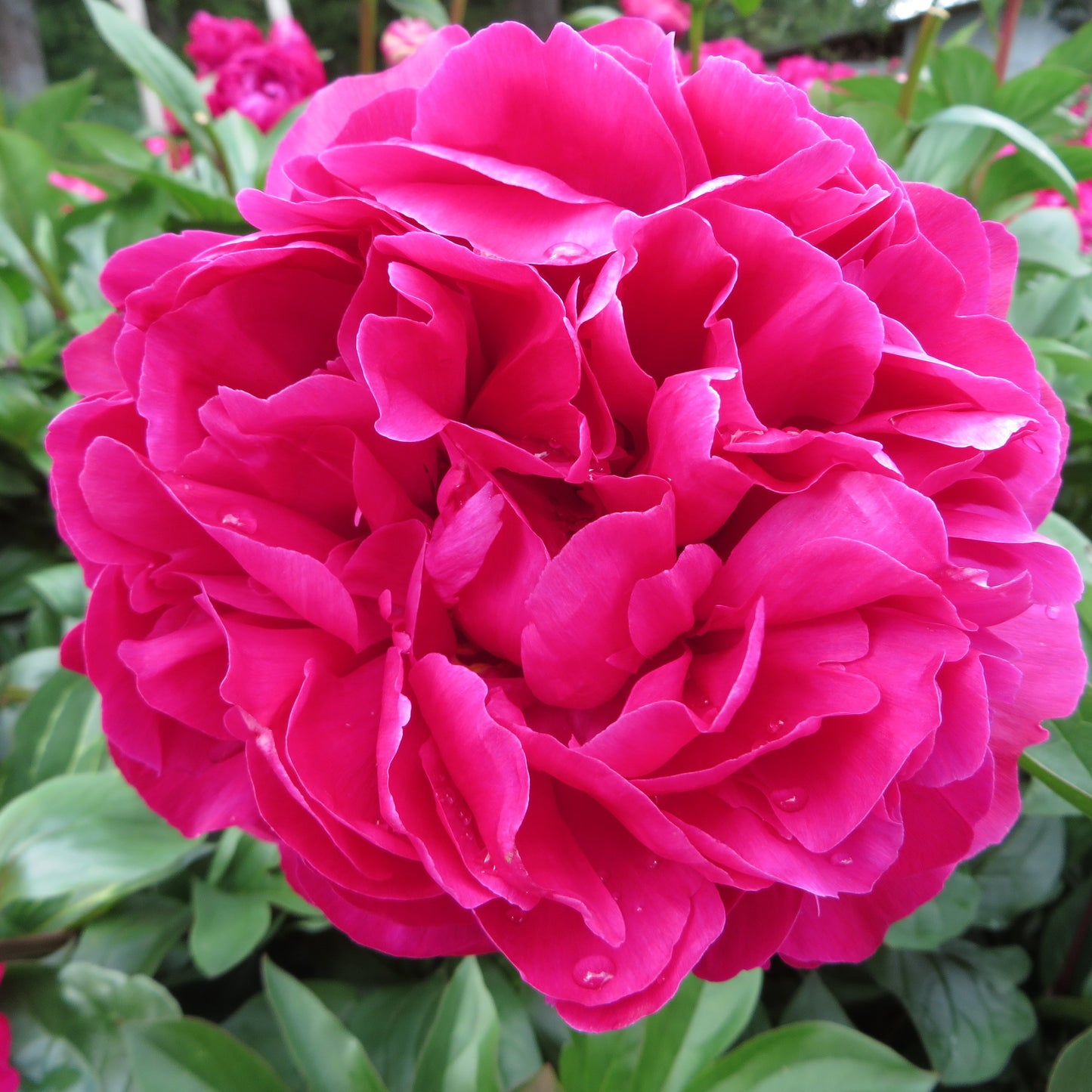 Rojo Sarah Bernhardt