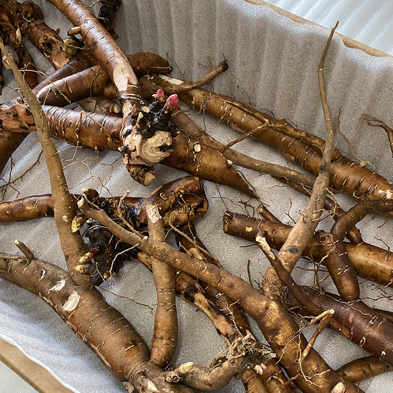 Lilian Wild Rhizomes Box